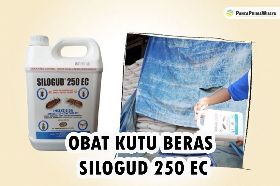 obat kutu beras